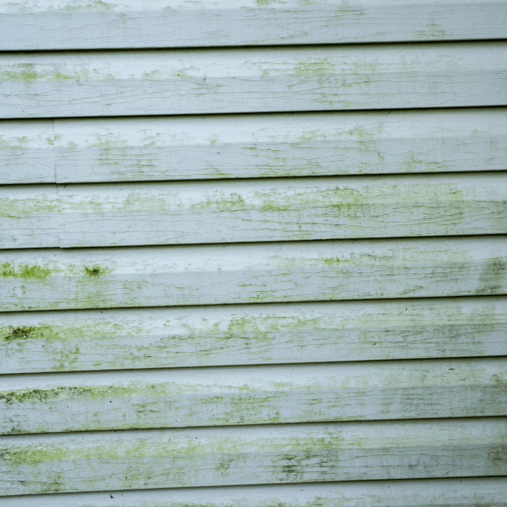 Mold Growth Restore Asbury Home Improvements